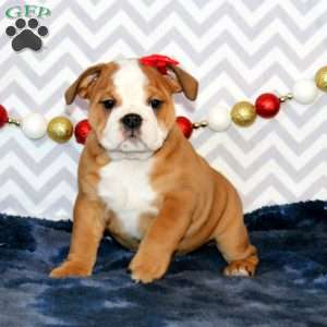 Jessie, English Bulldog Puppy