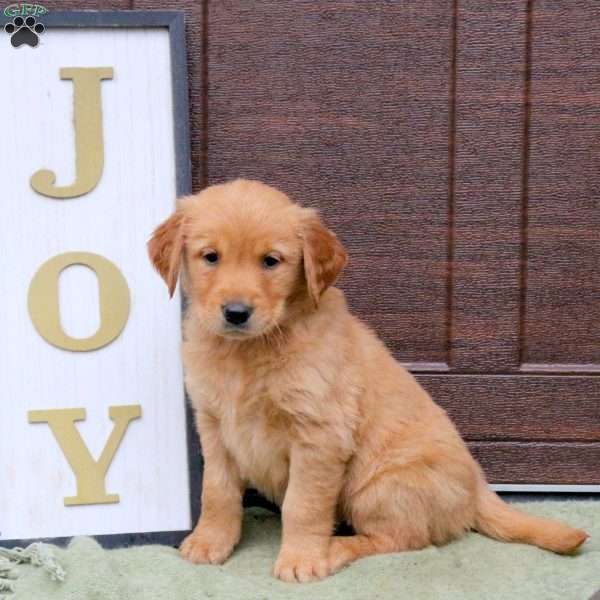 Jester, Golden Retriever Puppy