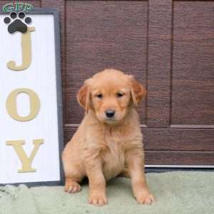 Jester, Golden Retriever Puppy