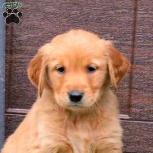 Jester, Golden Retriever Puppy