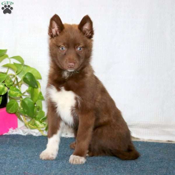 Jethro, Pomsky Puppy