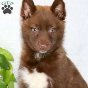 Jethro, Pomsky Puppy