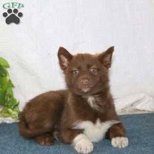 Jethro, Pomsky Puppy