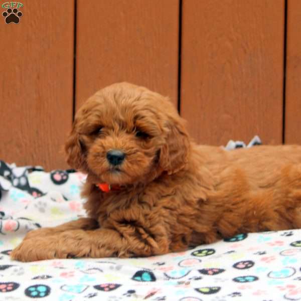 Jett, Mini Goldendoodle Puppy