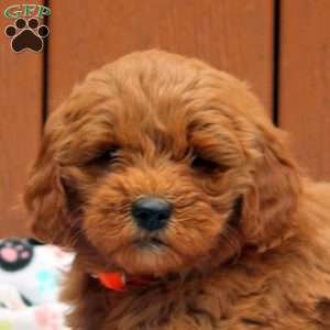 Jett, Mini Goldendoodle Puppy