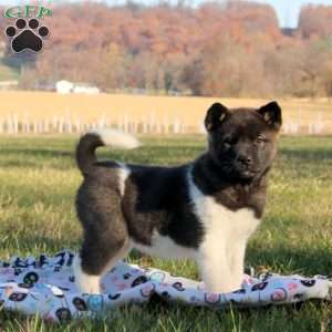 Jill, Akita Puppy