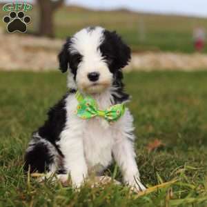 Jingle, Sheepadoodle Puppy