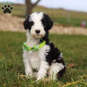 Jingle, Sheepadoodle Puppy