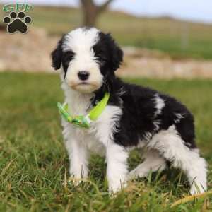 Jingle, Sheepadoodle Puppy