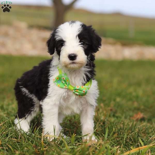 Jingle, Sheepadoodle Puppy
