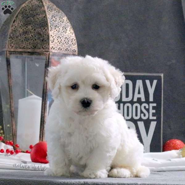 Jingle, Bichon Frise Puppy