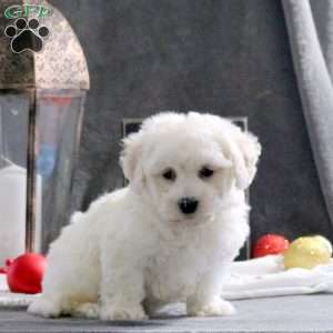 Jingle, Bichon Frise Puppy