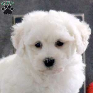 Jingle, Bichon Frise Puppy