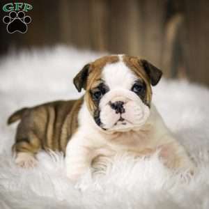 Jingle, English Bulldog Puppy