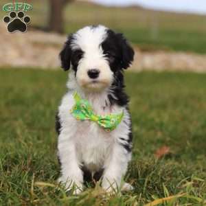 Jingle, Sheepadoodle Puppy
