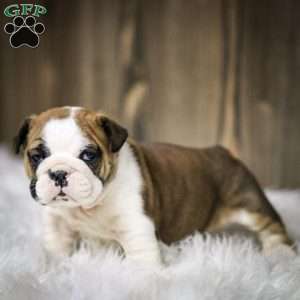 Jingle, English Bulldog Puppy