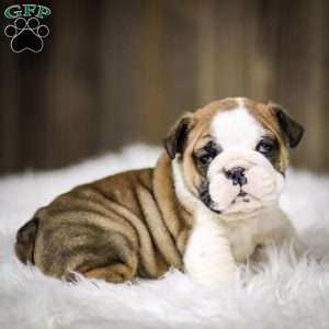 Jingle, English Bulldog Puppy
