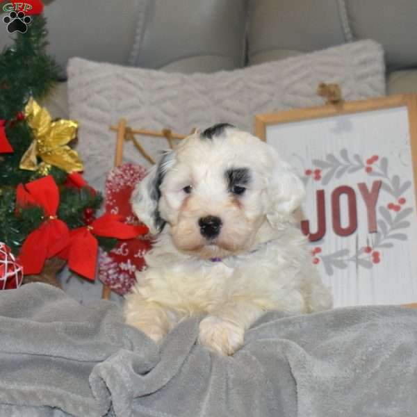 Jingles, Portuguese Water Dog Puppy