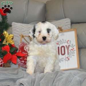 Jingles, Portuguese Water Dog Puppy