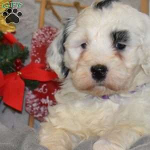 Jingles, Portuguese Water Dog Puppy