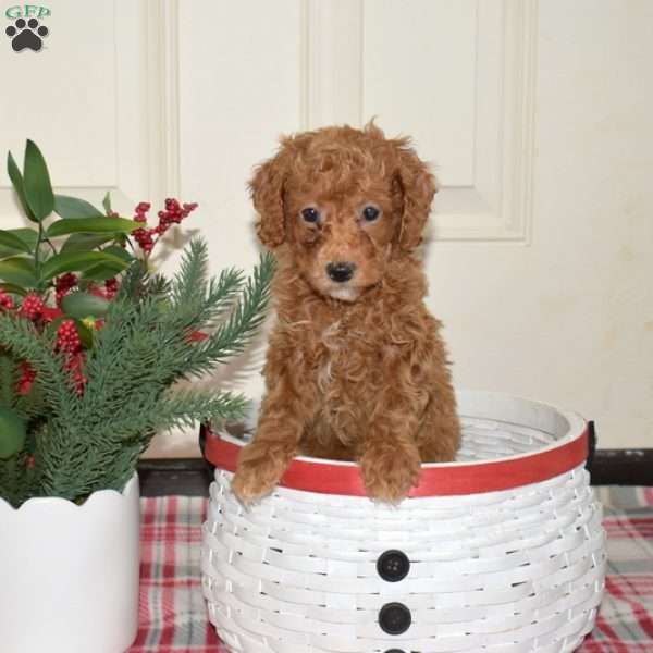 Jingles, Miniature Poodle Puppy