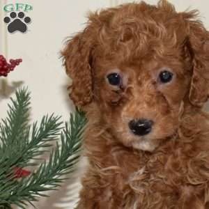 Jingles, Miniature Poodle Puppy