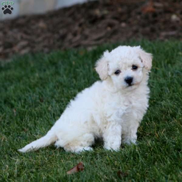 Jodi, Bich-Poo Puppy