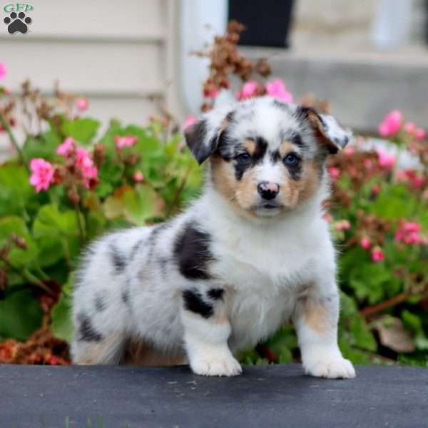 Jodi, Pembroke Welsh Corgi Puppy