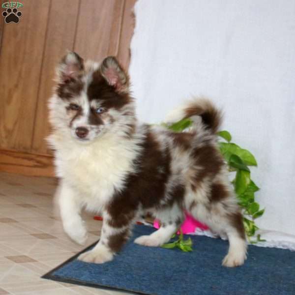 Jodi, Pomsky Puppy