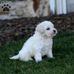 Jodi, Bich-Poo Puppy