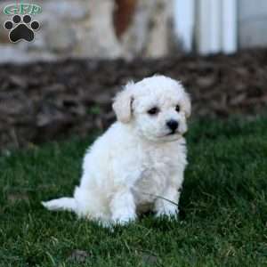 Jodi, Bich-Poo Puppy