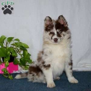 Jodi, Pomsky Puppy