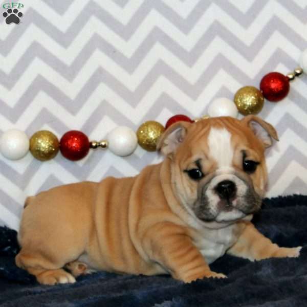 Jodie, English Bulldog Puppy