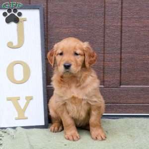 Joelle, Golden Retriever Puppy