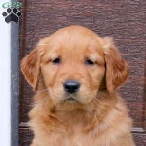 Joelle, Golden Retriever Puppy