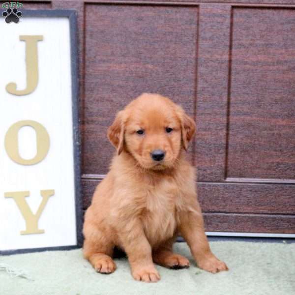 Joey, Golden Retriever Puppy