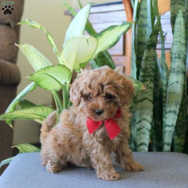Joey, Miniature Poodle Puppy