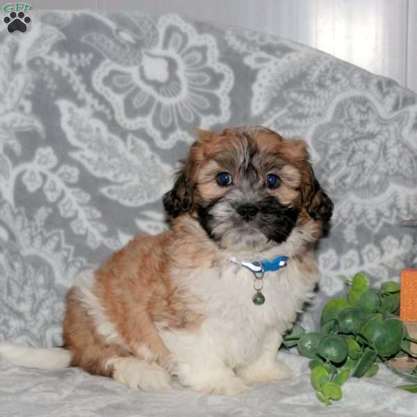 Joey, Teddy Bear Puppy