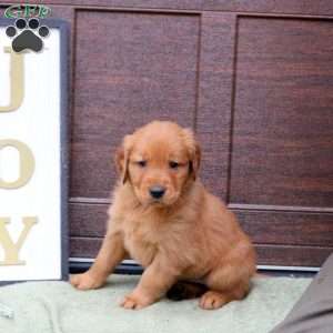 Joey, Golden Retriever Puppy