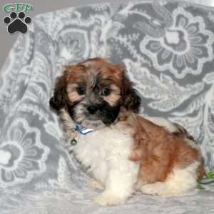 Joey, Teddy Bear Puppy