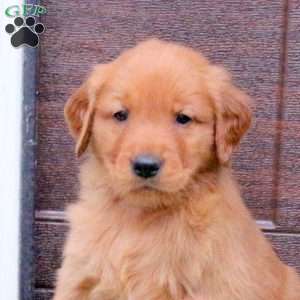 Joey, Golden Retriever Puppy
