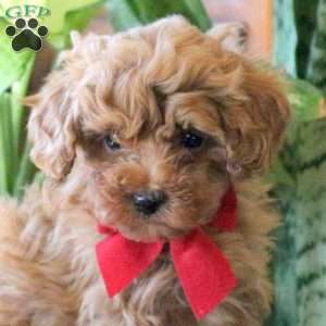 Joey, Miniature Poodle Puppy