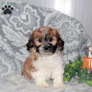 Joey, Teddy Bear Puppy