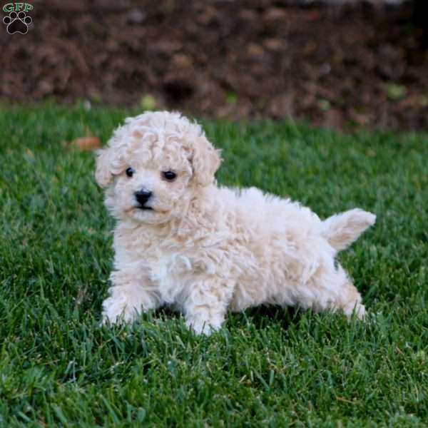 Joey, Bich-Poo Puppy