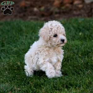 Joey, Bich-Poo Puppy