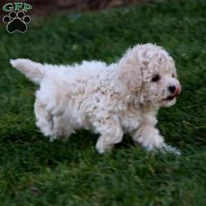 Joey, Bich-Poo Puppy