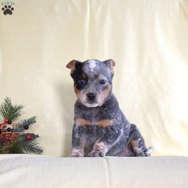 Johnny, Blue Heeler – Australian Cattle Dog Puppy