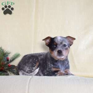 Johnny, Blue Heeler – Australian Cattle Dog Puppy