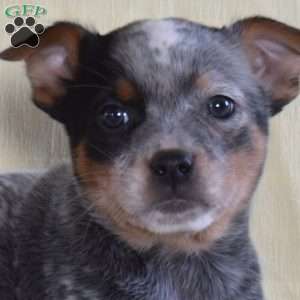 Johnny, Blue Heeler – Australian Cattle Dog Puppy