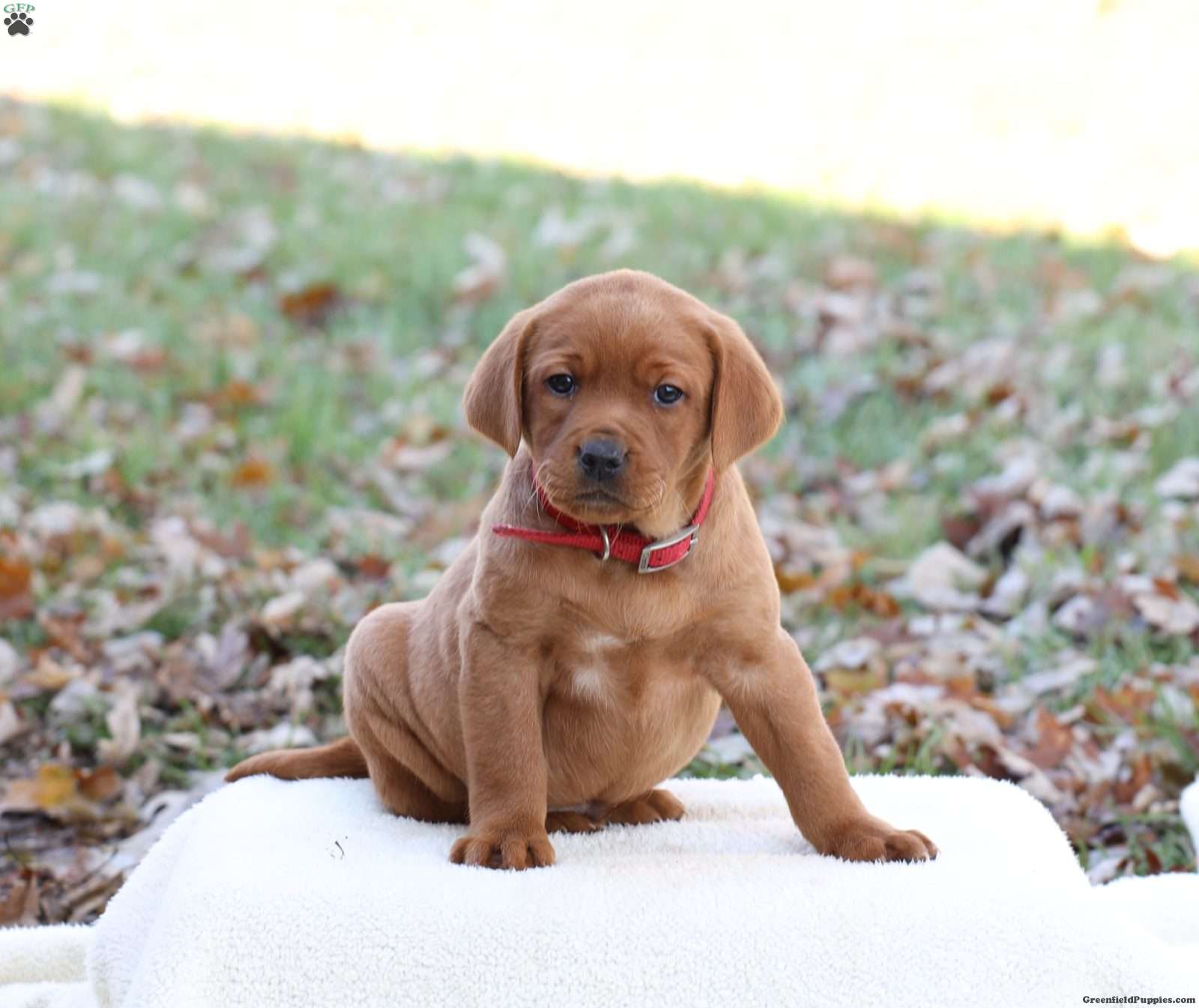 Jojo - Fox Red Labrador Retriever Puppy For Sale in Pennsylvania